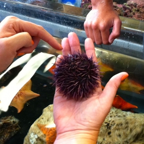 Marine Science Institute REEF sea urchin